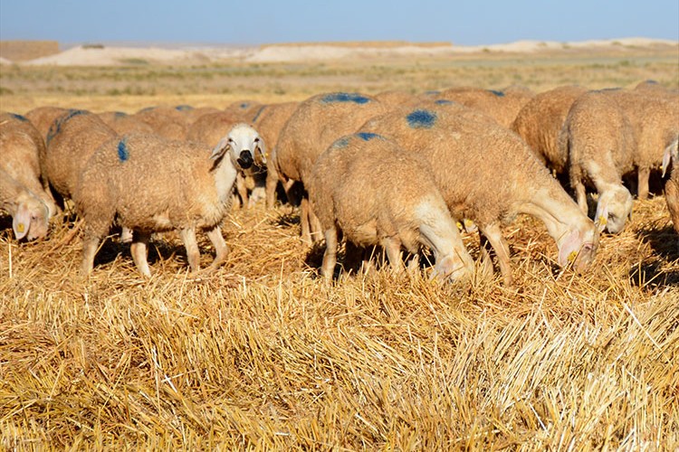 Malya'da yetiştirilen koyunlar tercih ediliyor