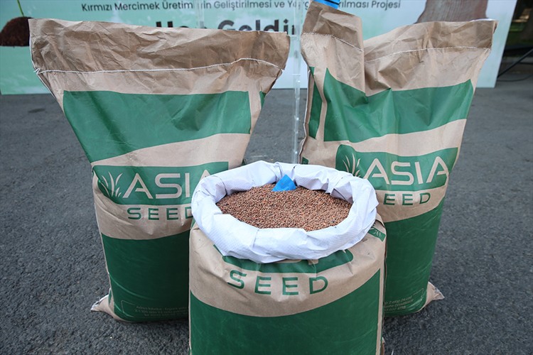 Çiftçilere 533 ton sertifikalı kırmızı mercimek tohumu verildi