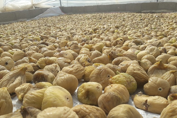 Kuru incir ihracatında tarihi rekor