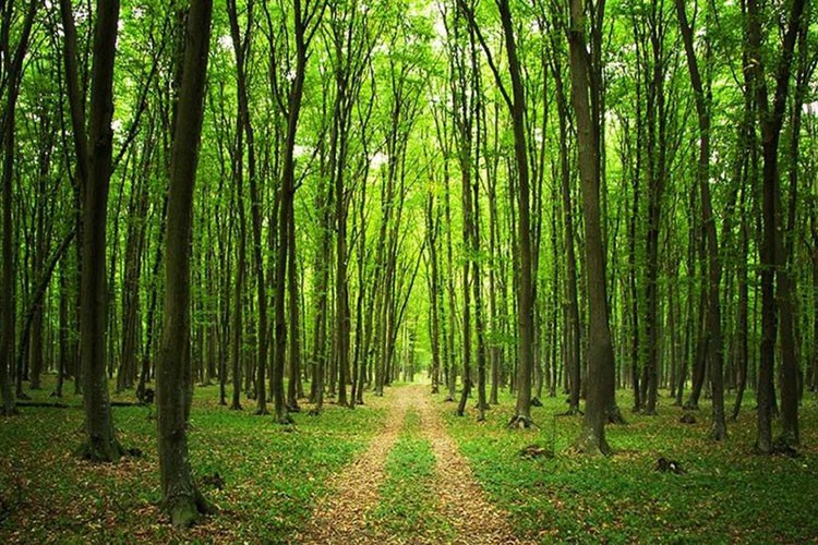 Ormanların korunması için 10,9 milyar lira harcandı