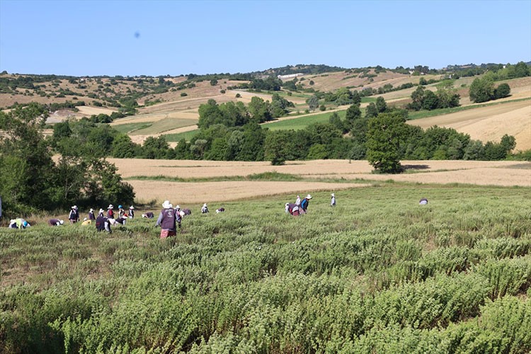 Kocaeli'de kekik hasadı başladı