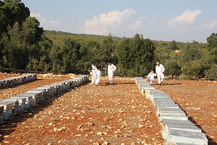 Toros Dağları'nda üretilen çiçek balı Fransa ve İngiltere'den 3 ödül kazandı