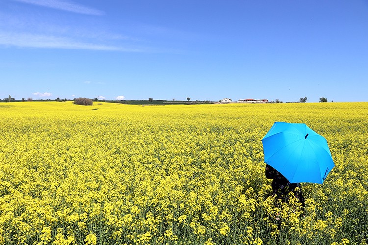 Trakya'yı sarıya boyadı