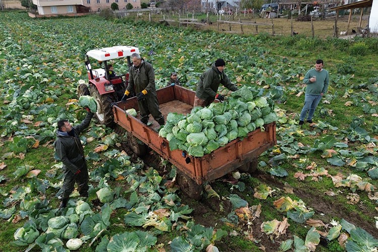 Beyaz lahanada 135 bin ton rekolte bekleniyor