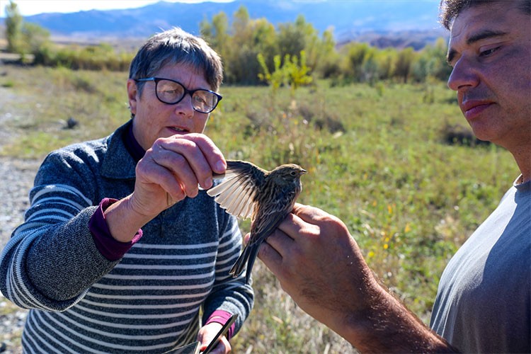 Kuşlar, soğuktan kaçıp Iğdır'da yaşıyor