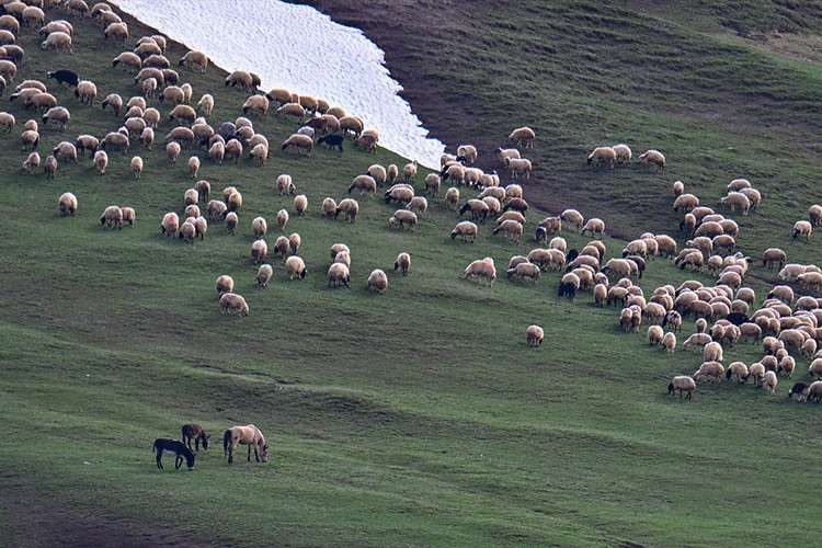 Van'da Norduz koyununun sayısı artıyor