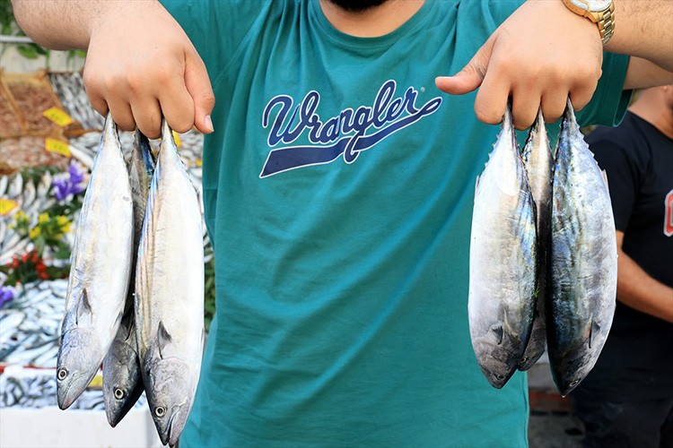 Edirne'de balık pazarındaki tezgahlarda bolluk