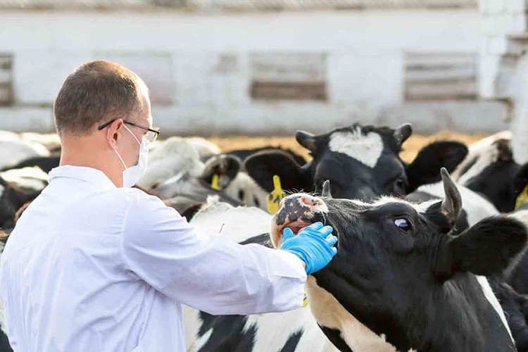 Veteriner hekimler kurban komisyonlarında yer almak istiyor