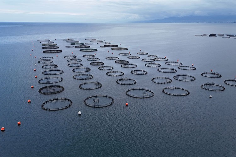 Somondan yaklaşık 1 milyar lira katkı bekleniyor