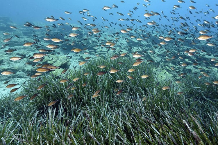 Denizlerdeki istilacı türler "TurIST" sistemiyle önlenecek
