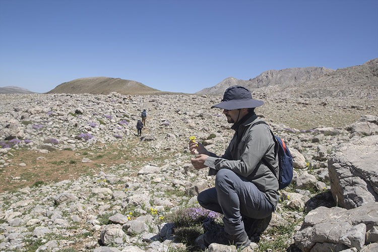 3 bin rakımlı zirvelerde yeni türlerin izini sürüyorlar