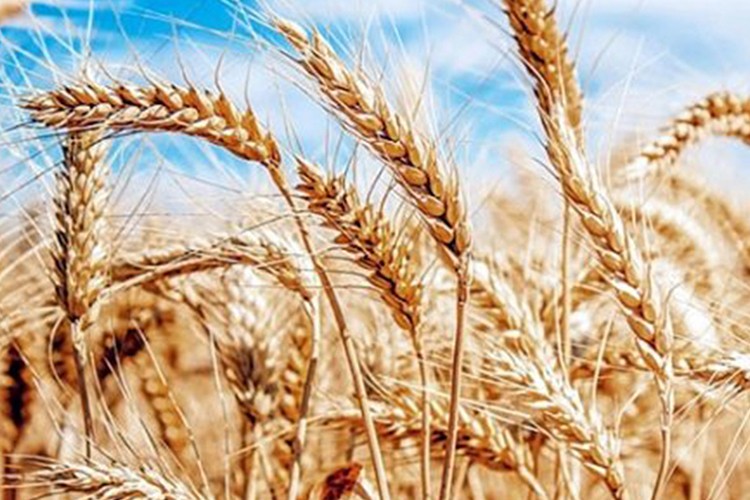 Buğdayda lider Rusya