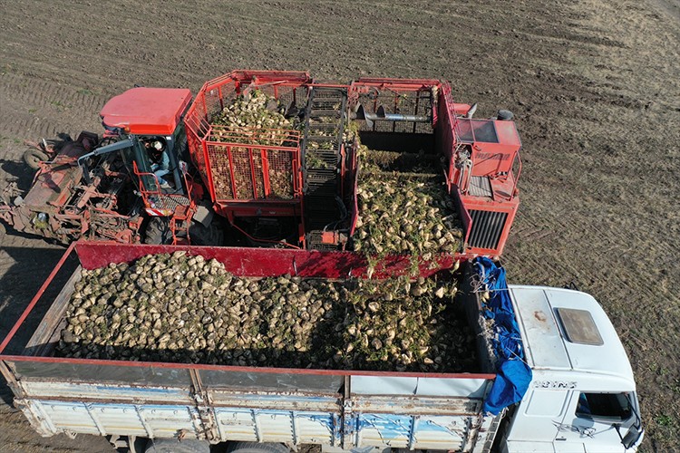 Kars'ta 94 bin ton pancar şekere dönüştürüldü