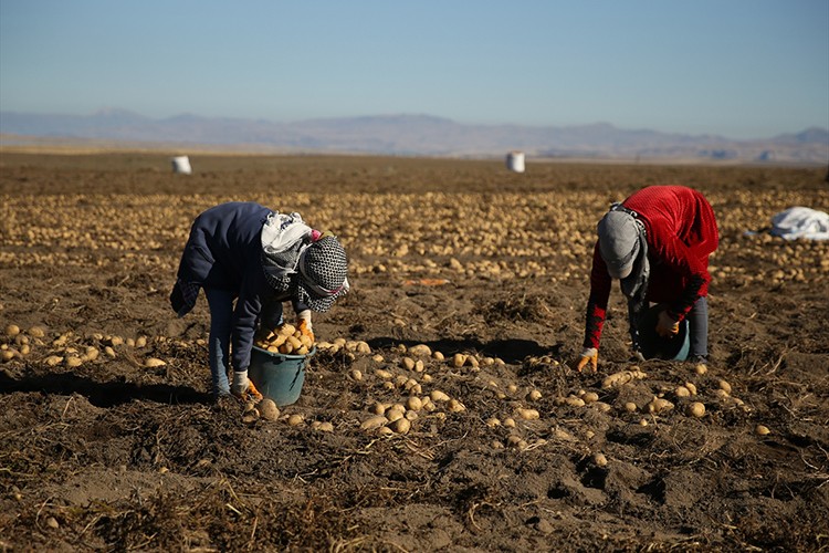 Doğu'nun "patates havzası" Bitlis'te hummalı hasat mesaisi