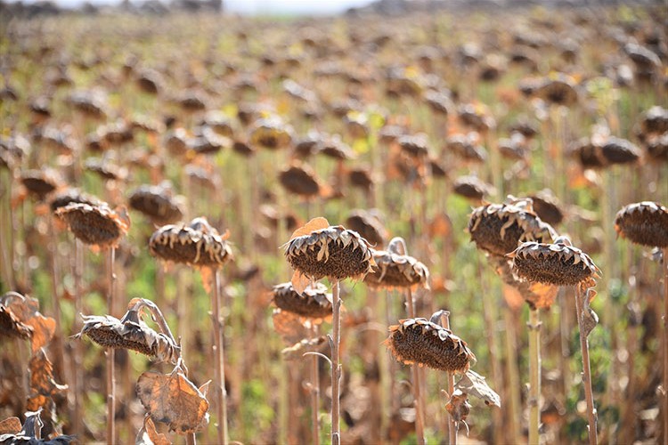 Ayçiçek tohumu 117 ülkeye ihraç ediliyor