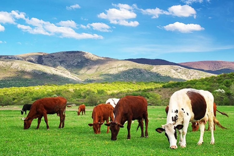 Büyükbaş sayısı 16,6, küçükbaş sayısı 54 milyon oldu