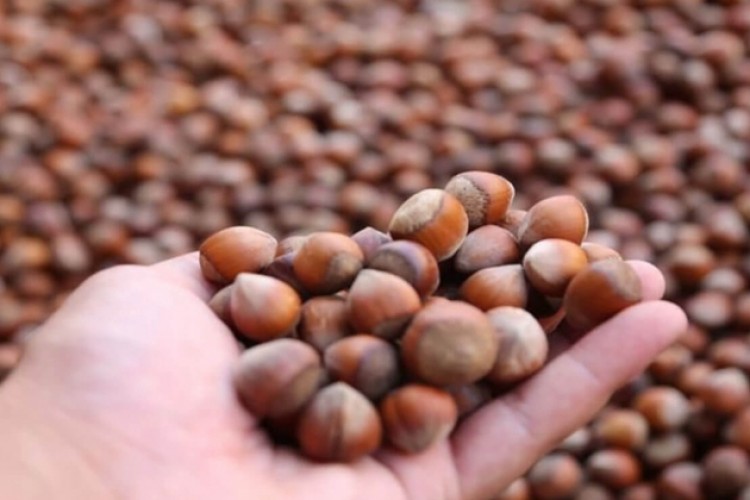 Türkiye'den 3 ayda 572 milyon dolarlık fındık ihracatı yapıldı