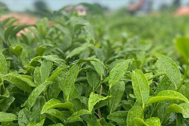ÇAYKUR'dan yaş çay alımı ve kontenjan uygulaması açıklaması