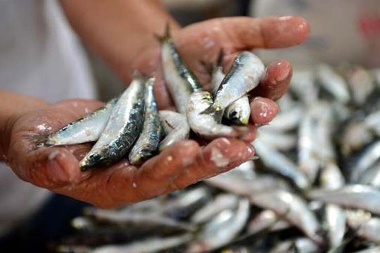 Sardalya ithalinde gümrük vergisi sıfırlandı