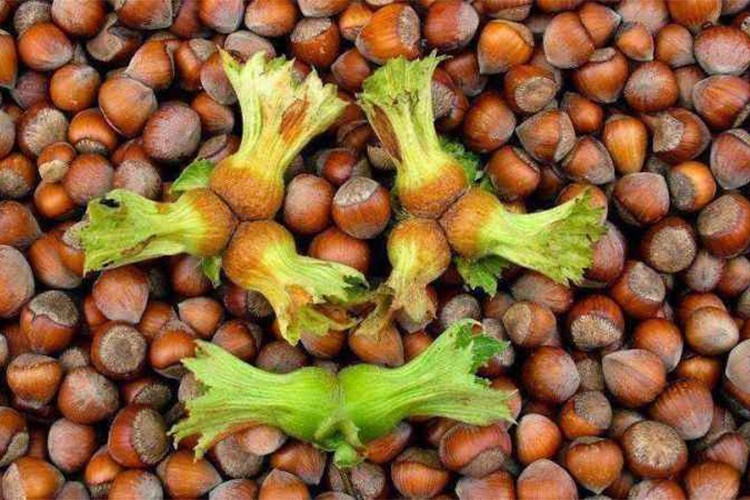 Düzce 9 ayda 9 bin 529 tonluk dış satım yaptı.