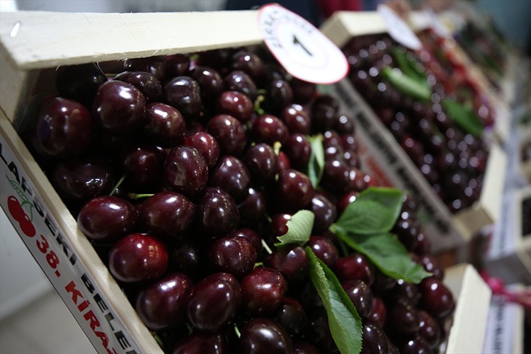 38. Geleneksel Kiraz Festivali'nde üreticiler yarıştı