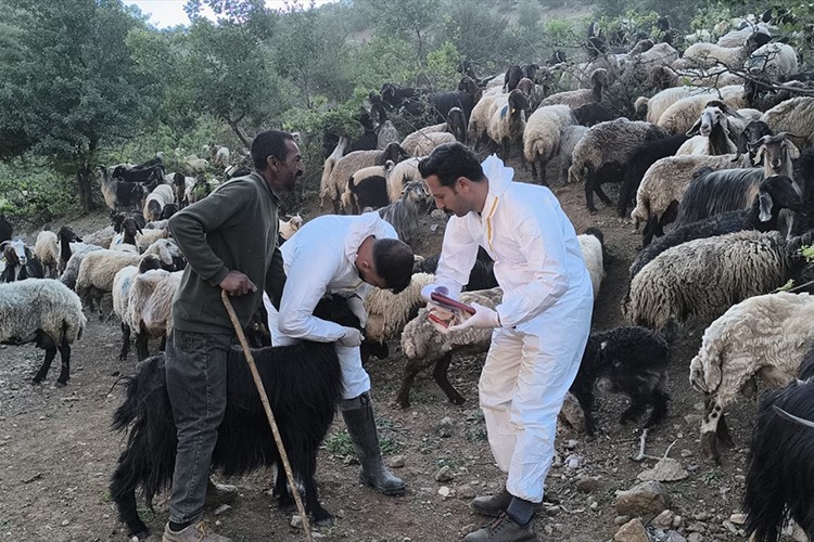 Şırnak'ta hayvancılığa mobil destek