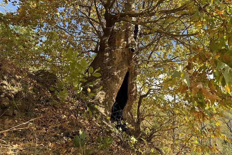 Aydın'da mahalleliden dev çınar ağacı için tescil isteği