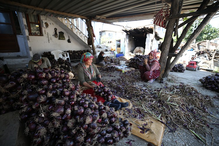 Balıkesir'in mor soğanı bu yıl da yoğun ilgi görüyor
