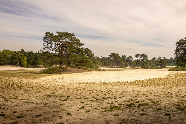 TEMA Vakfı'ndan Anlamlı Mesaj