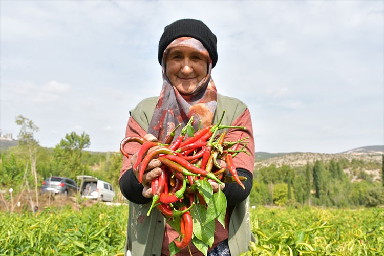 Bilecik'in tescilli "Çukurören biberi" kuraklık nedeniyle azaldı