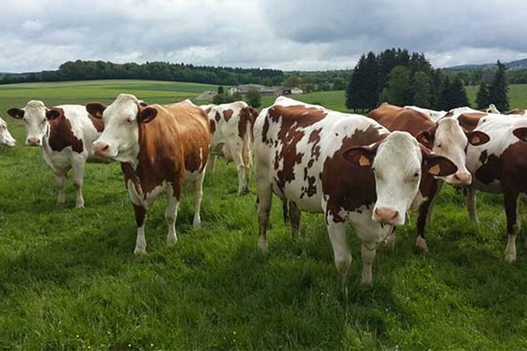 Hayvancılık Desteklemeleri Uygulama Tebliği'nde değişiklik yapıldı