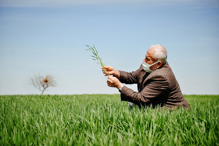 Buğdayda rekolte beklentisi 19 milyon ton