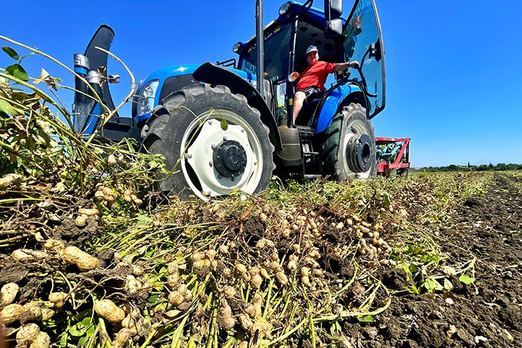 Yer fıstığında rekolte artışı bekleniyor