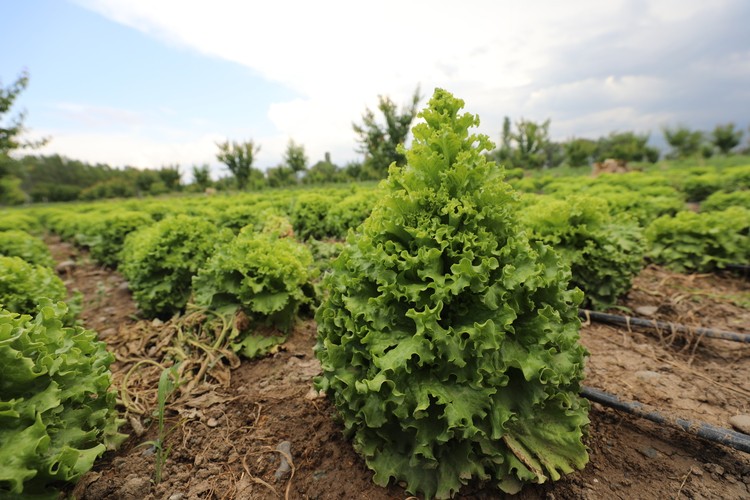 Iğdır'da teşvik ve desteklerle sebze yetiştiriciliği artıyor