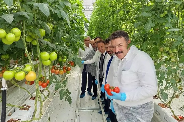 Çaycuma tarım OSB'de bereketli ilk hasat