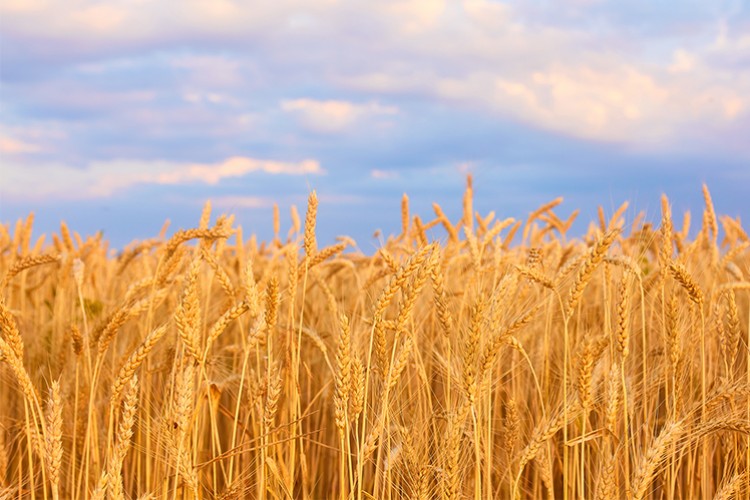 Buğday üretimi 21,5 milyon tona ulaştı