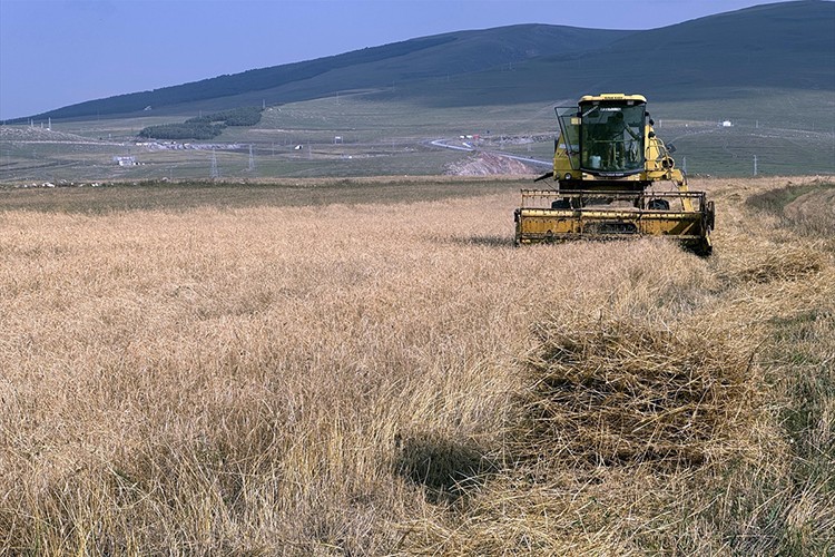 Kavılca buğdayında hasat dönemi başladı