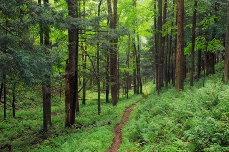 Orman kontrol hizmeti alınacak