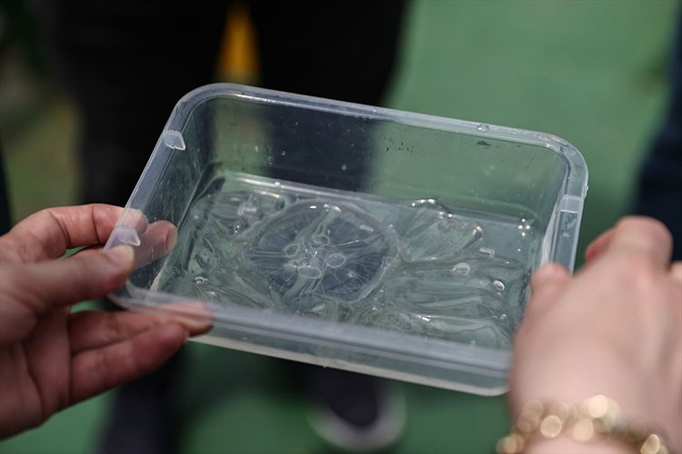 İstilacı taraklı medüzler, yerel balık stoklarını azaltıyor