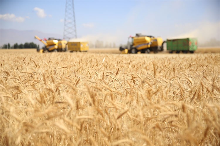 "Alturna" tohumundan yetiştirilen buğdayın hasadına başlandı