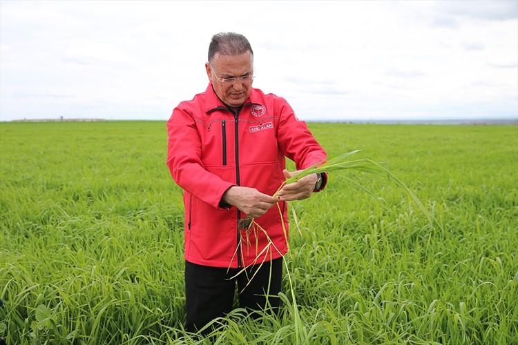 Artan yağışlar buğdayda rekor verimi müjdeliyor