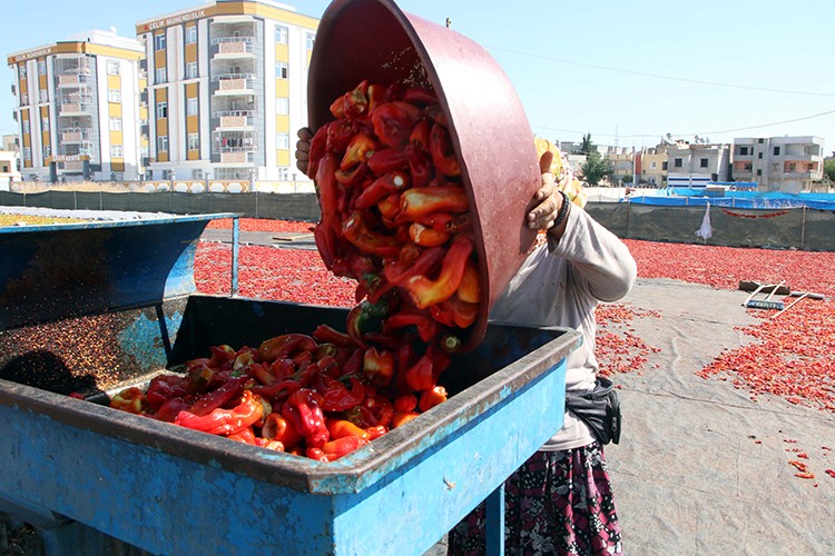 Ekmeklerini "acı"dan çıkartıyorlar