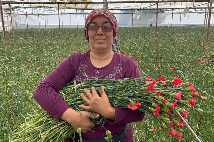 Isparta'da karanfil hasadına başlandı