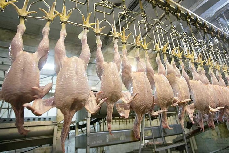 Tavuk eti üretimi haziranda % 17,9 azaldı