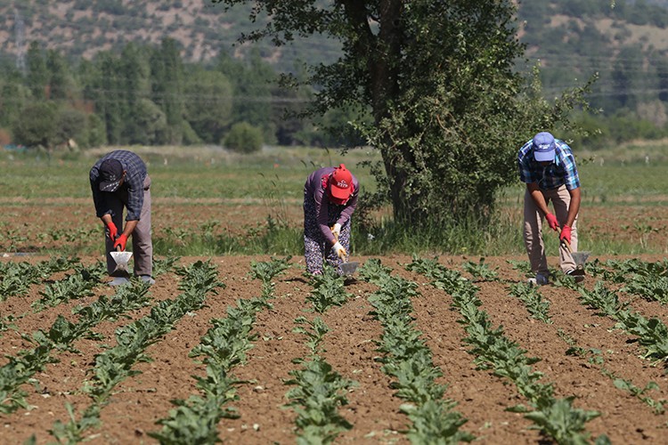 Konya Şeker'den üreticiye 165 milyon TL'lik avans ödemesi