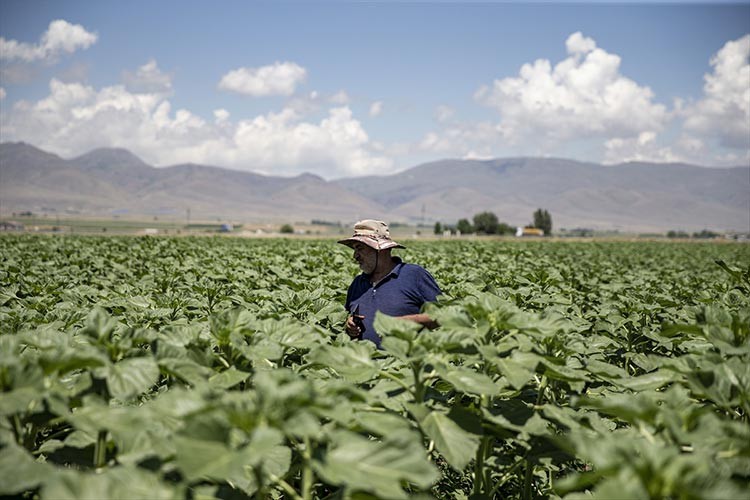 Yenice Ormanları'nda üretilen ıhlamur balı "tescil" yolunda