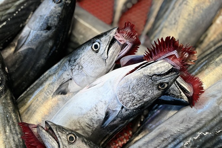 Palamut avında bu sezon bolluk yaşanıyor