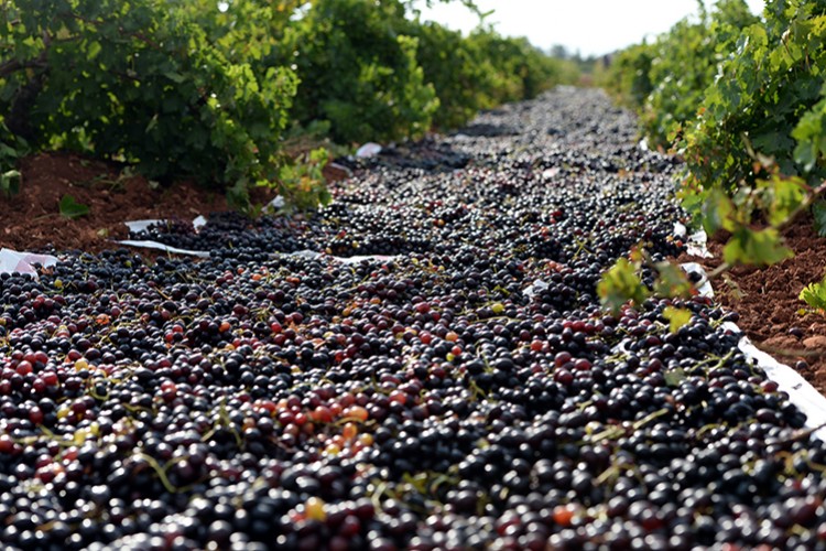 Gözler Kilis Karası'nda