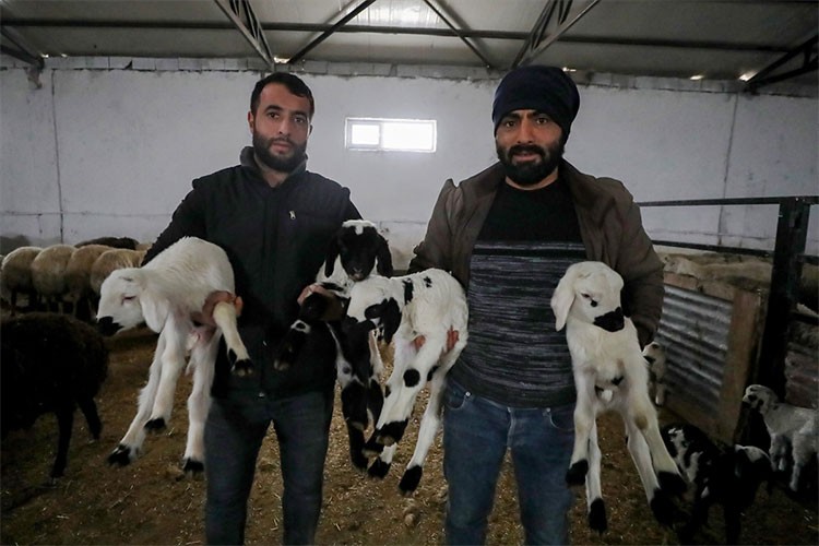 Göçer 5 kardeş küçükbaş hayvan çiftliği kurdu