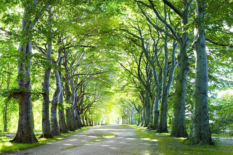 Orman yolu yaptırılacak